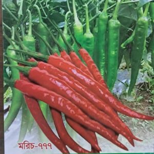 pc 105 গাঢ় সবুজ রঙ্গের বারোমাসি তীব্র ঝাল মরিচের বীজ 5 grim