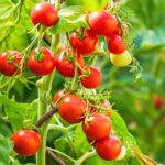 pc 104  Cherry Tomato 1grim