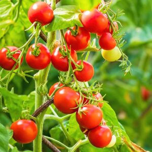 pc 104  Cherry Tomato 1grim