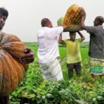 খন্দকার - বড় মিষ্টি কুমড়া বীজ - ১০ গ্রাম এর ১ প্যাকেট