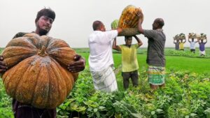 খন্দকার - বড় মিষ্টি কুমড়া বীজ - ১০ গ্রাম এর ১ প্যাকেট