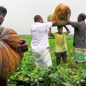 খন্দকার - বড় মিষ্টি কুমড়া বীজ - ১০ গ্রাম এর ১ প্যাকেট