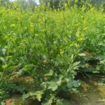 Seed - হাইব্রিড সরিষা ৭৭১২ - ১০০ গ্রাম বীজ