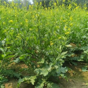 Seed - হাইব্রিড সরিষা ৭৭১২ - ১০০ গ্রাম বীজ