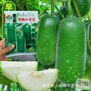 pc 87  Wax Gourd – হাইব্রিড বিদেশি চালকুমড়া ( আনুমানিক ৪০+ বীজ ) দ্রুত ফলনশীল জাতের চালকুমড়া