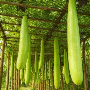 pc 84  Long Gourd – সবুজ লম্বা লাউ / বাঁশ লাউ ( আনুমানিক ২০+ বীজ ) এর আকর্ষণীয় লম্বা কাঠামো দেখে সবাই অবাক হয়, খেতে নরম ও অনেক মজা