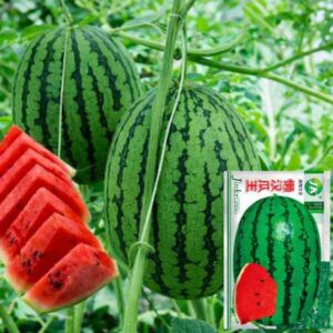 pc 83 Seedless Kiwi Melon — বীজবিহীন তরমুজ (২৫+- বীজ), সুস্বাদু ও রসে ভরপুর, নতুন জাত, বাজারে চাহিদাসম্পন্ন