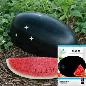pc 81 কালো তরমুজ ( ৪০ +- বীজ), খোসা কালো, ভিতরে লাল, মিষ্টি ও রসে ভরপুর। জনপ্রিয় জাত। বর্তমান প্রচুর ফলন হচ্ছে