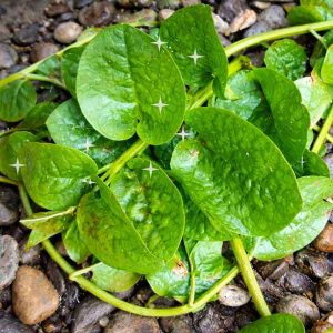 pc 76 প্রিমিয়াম পুইশাক বীজ – ১০০+- পিস | উচ্চ ফলনশীল, দ্রুত বৃদ্ধি পাওয়া এবং সহজে চাষযোগ্য | আপনার বাগানের জন্য সেরা পছন্দ