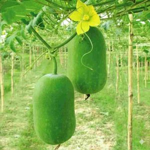 pc 74 চালকুমড়া বীজ – ৩০ পিস | উন্নত জাত, উচ্চ ফলনশীল এবং সহজে চাষযোগ্য | আপনার বাগানের জন্য সেরা নির্বাচন
