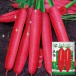 pc 69 লাল গাজর (৩০০ বীজ) ২০-২৪ সেমি লম্বা, ঘন মাংসল, মিষ্টি স্বাদযুক্ত, পুষ্টিগুণে ভরপুর। চাষ সহজ ও বাজারজাতযোগ্য