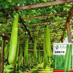 pc 66 সবুজ বাঁশ লাউ (২০+- বীজ), লম্বা আকর্ষণীয় লাউ, খেতে নরম ও সুস্বাদু, সকলের পছন্দ
