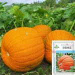 pc 67 Giant Pumpkin Seeds (৫ গ্রাম), ২৫-৩০+ কেজি ওজনের বিশাল কুমড়া ধরে সহজেই। এটা বর্তমান বাংলাদেশে প্রচুর ফলন হচ্ছে।