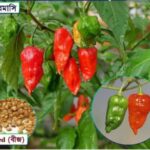 pc 95 বোম্বাই মরিচ ( ২০০+ বীজ )