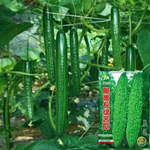 pc 59 হাইব্রিড সবুজ করলা (২০+- বীজ প্যাকেট), লম্বা, টিকসই ও উচ্চ ফলনশীল জাত