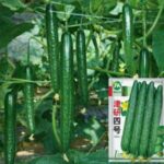 pc 60 এরাবিয়ান টাইপ শসা (৪৫ বীজ), উন্নতমানের, ২–৩ মাস টানা শসা দেয়