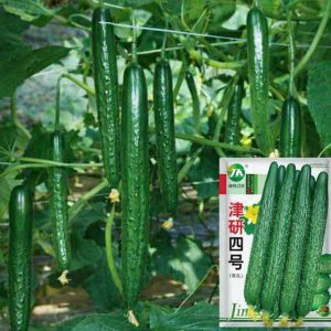 pc 60 এরাবিয়ান টাইপ শসা (৪৫ বীজ), উন্নতমানের, ২–৩ মাস টানা শসা দেয়