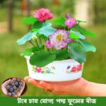pc 94 পদ্ম ফুলের বীজ ( ১০ পিস )
