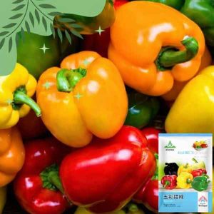 pc 52 বিভিন্ন রঙিন ক্যাপসিকাম বীজ (১০০+ পিস), সুন্দর রং, সুস্বাদু ও বাজারে জনপ্রিয়