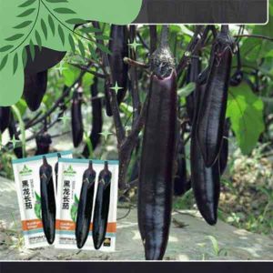 pc 40 লম্বা কালো বেগুন (৩০০ বীজ) – শক্তিশালী বৃদ্ধি, ফলন স্থিতিশীল, নিয়মিত যত্নে ধারাবাহিক ফলন, চাষ সহজ ও লাভজনক।