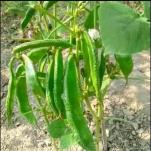 pc 93  Kerala Seem 10 Gm Seeds – কেরালা শিমের বীজ