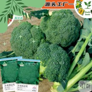 pc 42 ব্রোকলি, ২০০ বীজ (এই ব্রোকলি জাতের গাছ মাঝারি উচ্চতার, কুঁড়ি সেমি-গোল আকৃতির, সুগঠিত ) এটি অনেক লাভজনক।