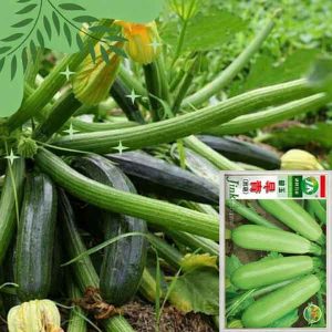 pc 43 স্কোয়াস হাইব্রিড (৪০–৪৫ পিস), সুস্বাদু, দ্রুত বেড়ে ওঠে, ফলন অনেক বেশি হয়
