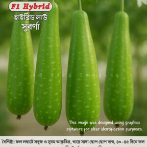 pc 91 হাইব্রিড লাউ, সুবর্ণা ( ১০ গ্রাম / ৫০-৬০ বীজ ) বৈশিষ্ট্য: ফল লম্বাটে সবুজ ও সুষম আকৃতির, গায়ে সাদা ছোপ ছোপ দাগ, ৪০-৪৫ দিনে ফল সংগ্রহযোগ্য, গড় ওজন ২.৫-৩ কেজি, দৈর্ঘ্য ৪০-৪৫ সেমি, খেতে নরম ও সুস্বাদু।