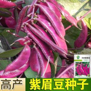 pc 38 চায়না লাল শীম,৫ গ্রাম