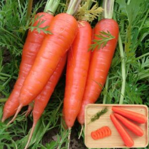 pc 01 কমোলা গাজোর ২ গ্রাম ১২০৳