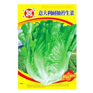 pc 25 লেটুস বড়ো লম্বা জাত ২ গ্রাম