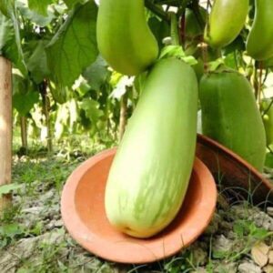 বারি ১২ বেগুন বীজ - ৫ গ্রাম