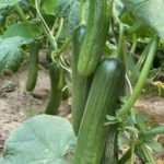 এরাবিয়ান শসা বীজ - ২ গ্রাম বা ৪৫+ পিস